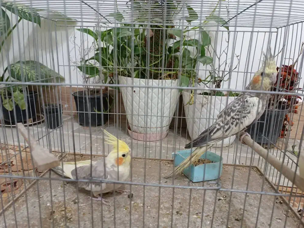 عروس هلندی|پرنده|دره شهر, |دیوار