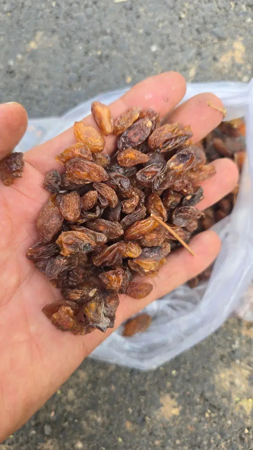 کشمش خواراکی و غیر خوارکی|عمدهفروشی|خلیل آباد, |دیوار