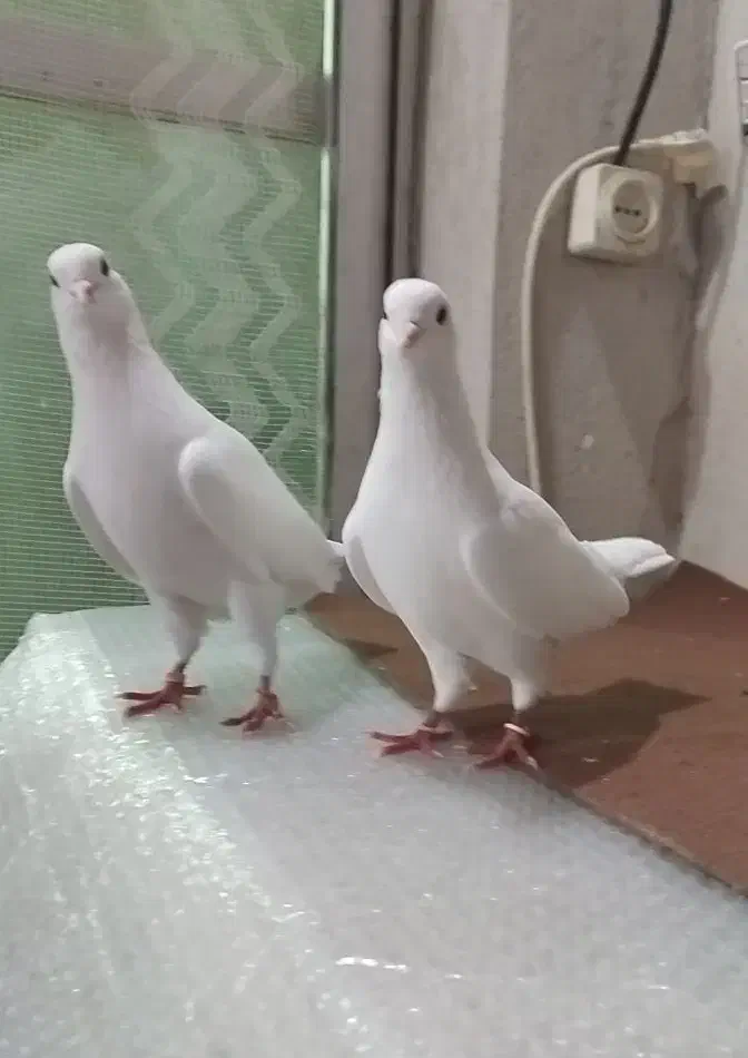 یک جفت کبوتر سفید چشم سیاه|پرنده|رشت, سلیمانداراب|دیوار