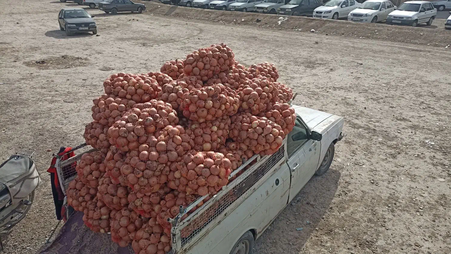 پیاز نو درجه یک|عمده‌فروشی|قم, ولیعصر|دیوار