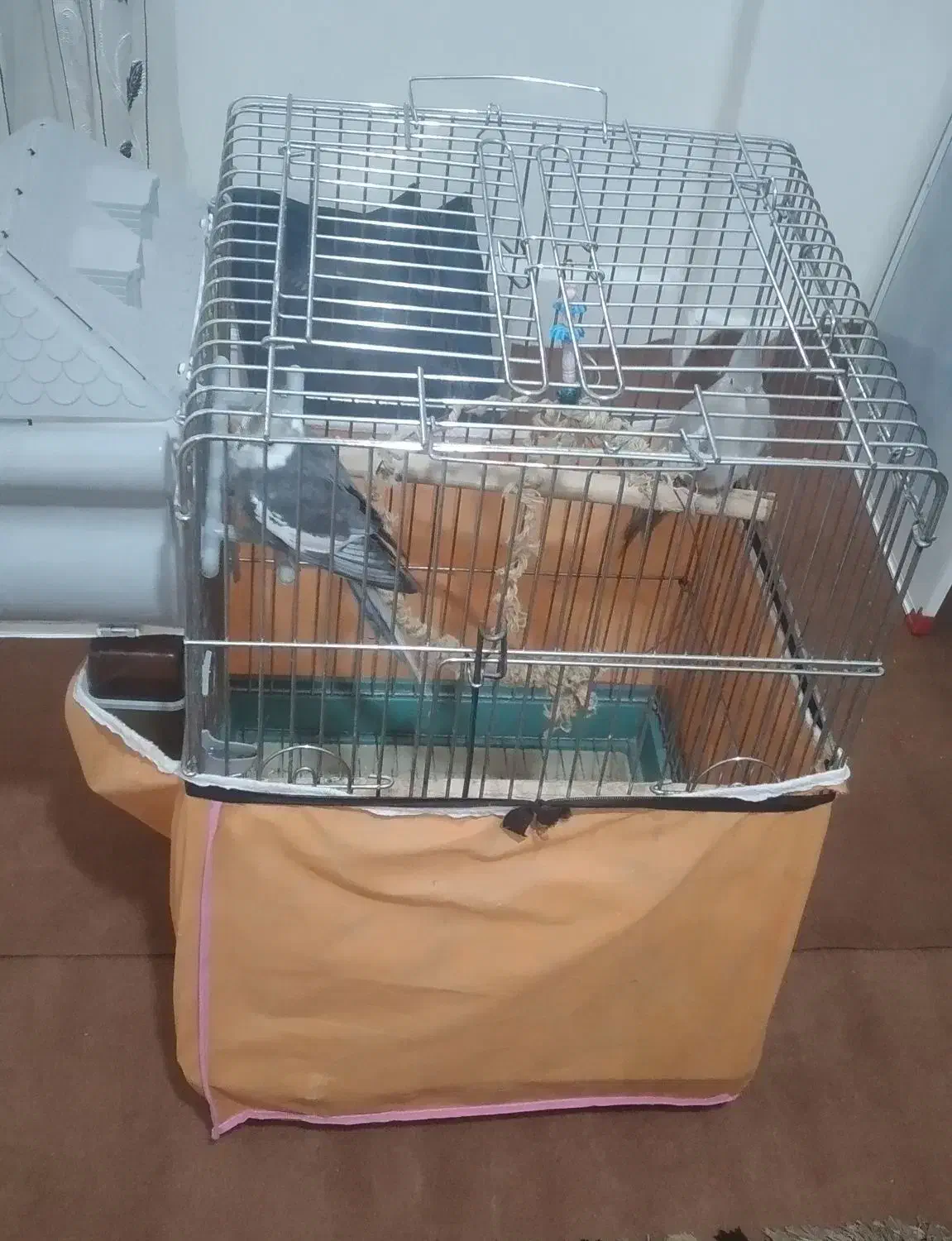 فروش ۲ عدد نر و ماده عروس هلندی باقفس بزرگ|پرنده|تهران, کوی نصر مهرآباد|دیوار