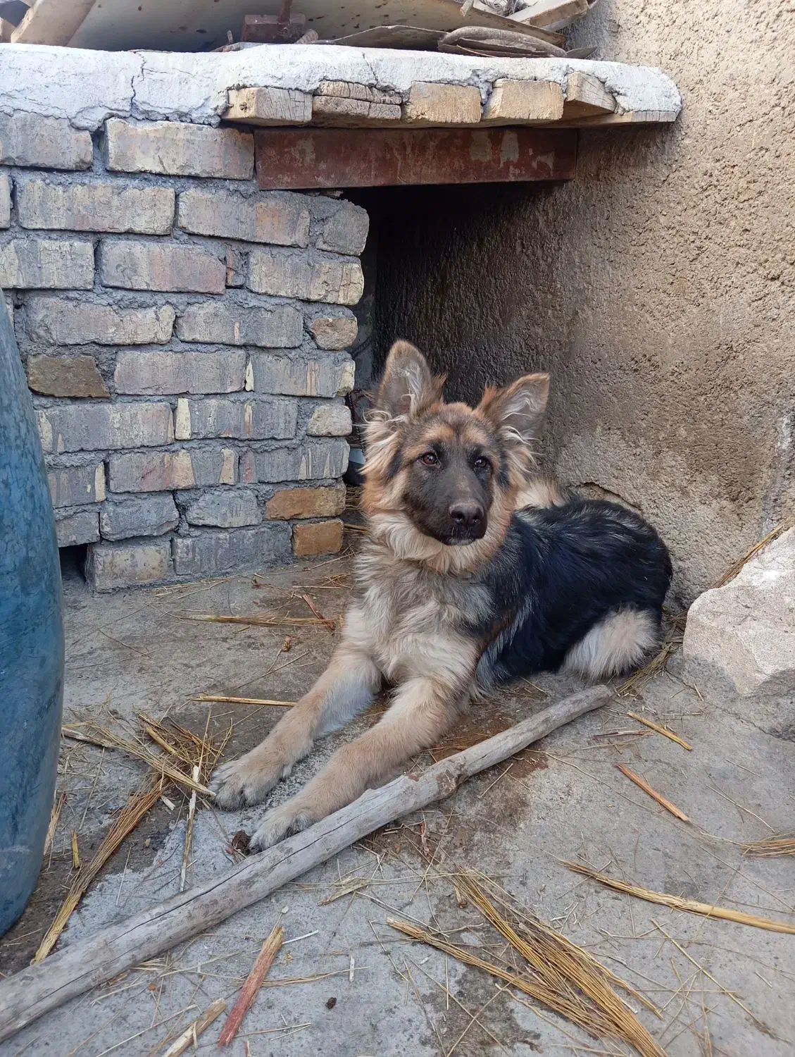 سگ ژرمن ترکیبی|سگ|زالیان, |دیوار