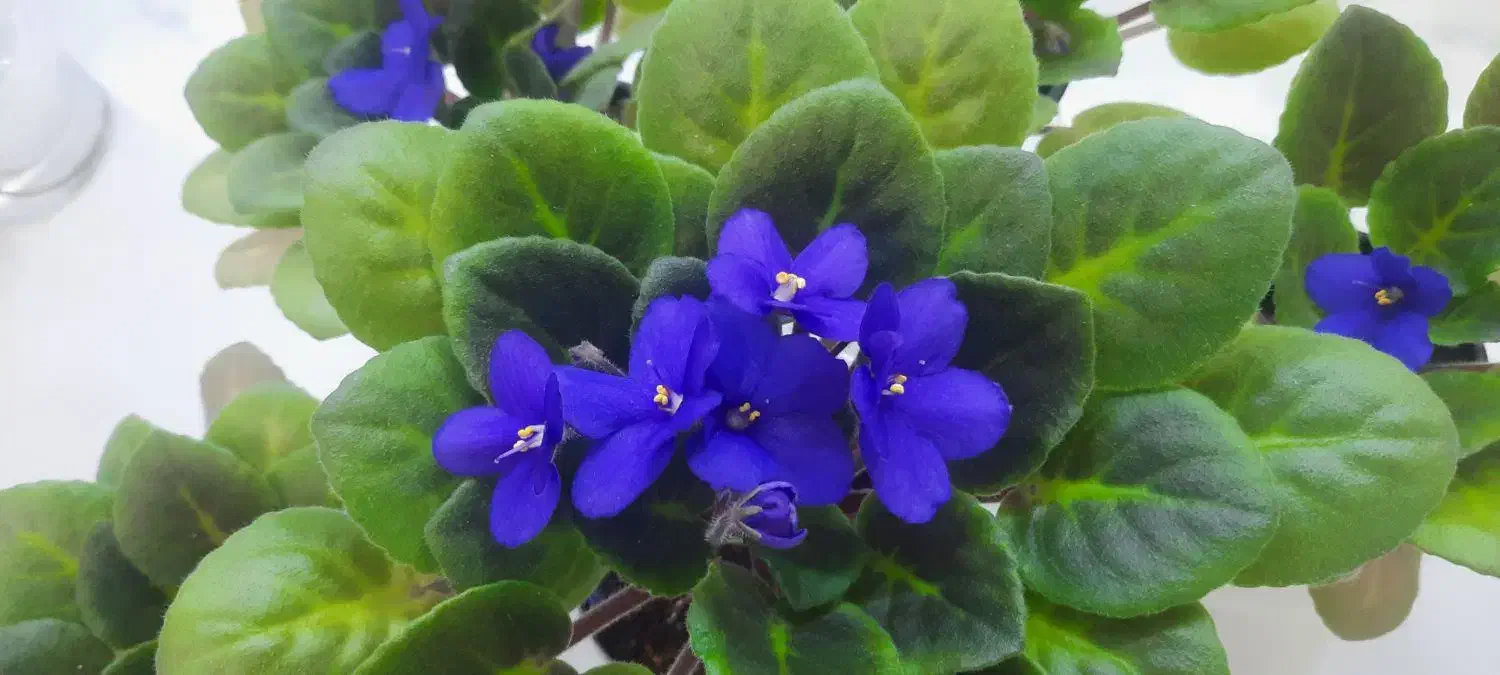 گل بنفشه آفریقایی|گل و گیاه طبیعی|کرج, شاهین‌ویلا|دیوار