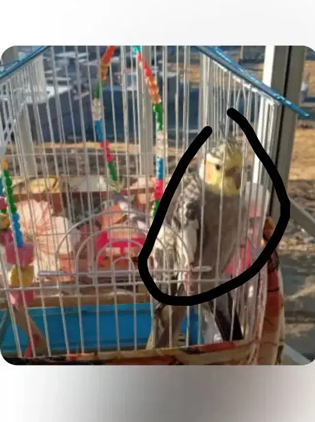 عروس هلندی گمشده|حیوانات|سنندج, |دیوار