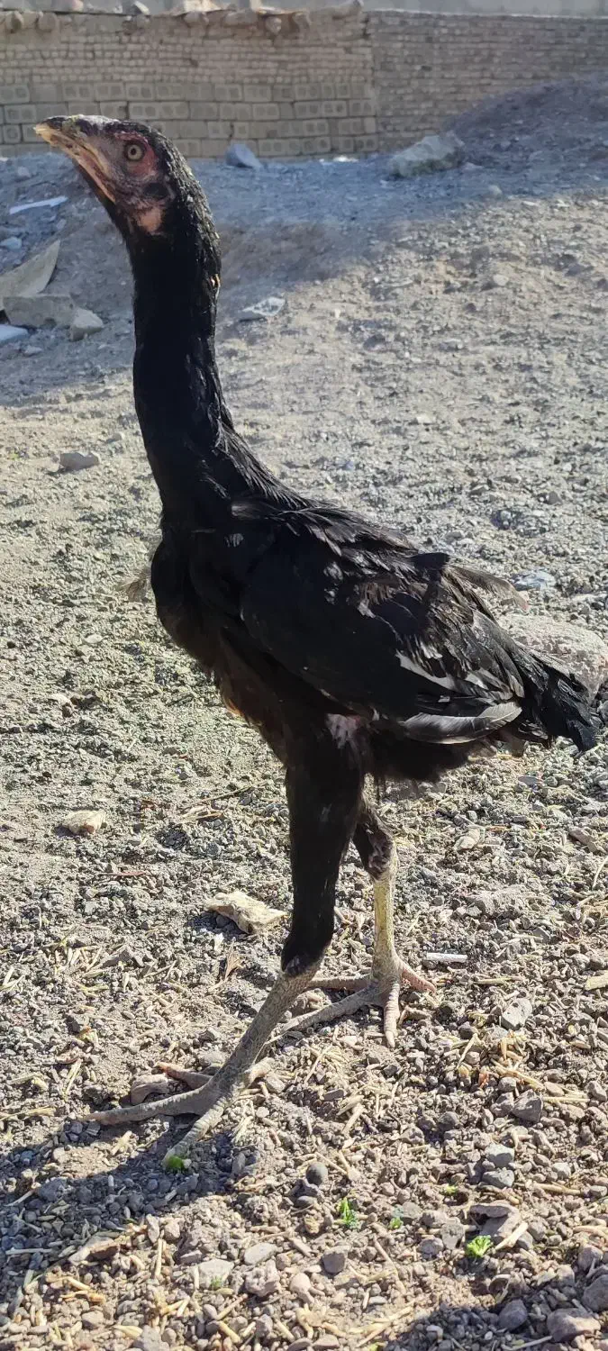 یک جفت جوجه لاری|حیوانات مزرعه|رباط‌کریم, رباط‌کریم|دیوار