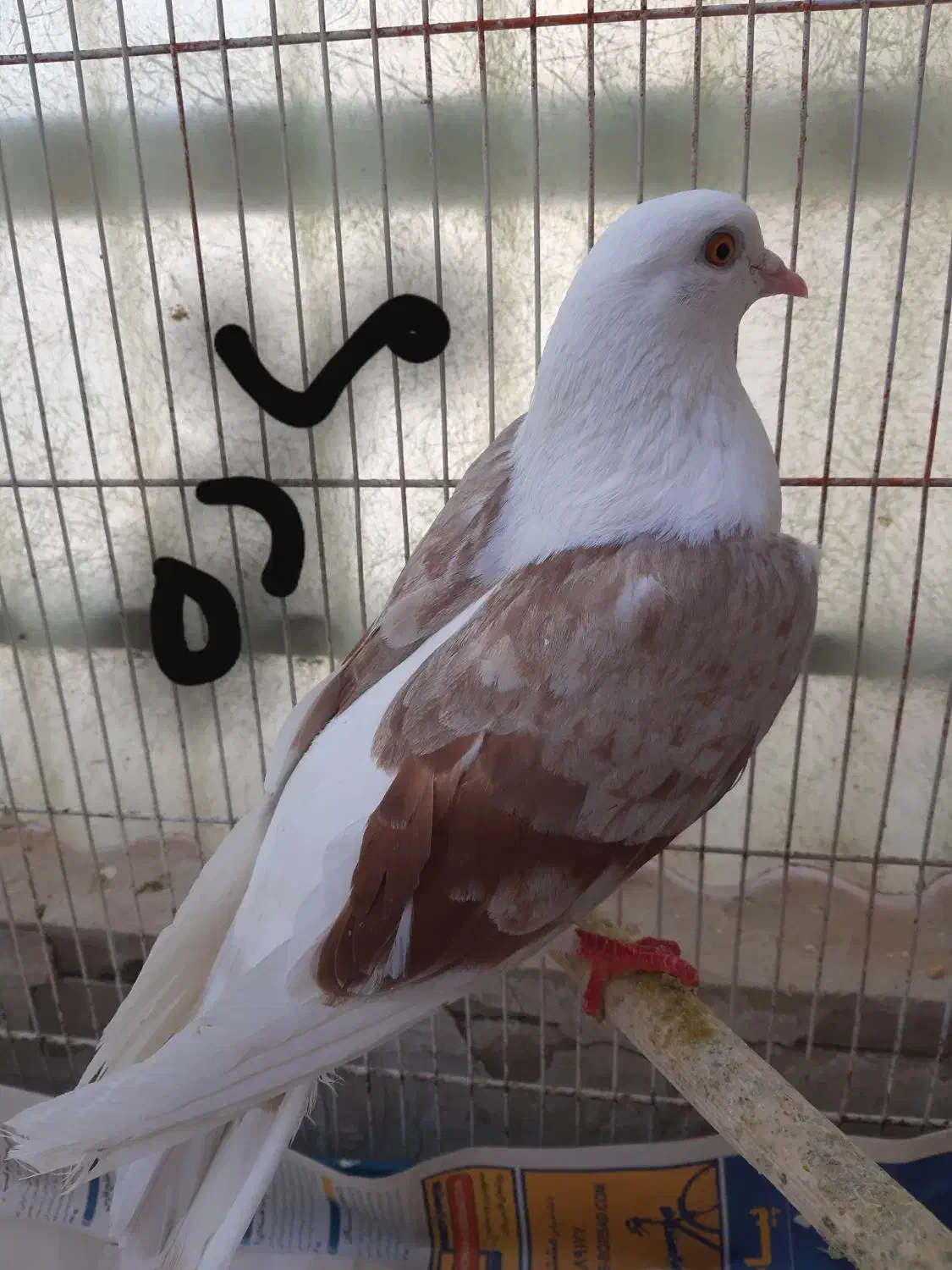 کفتر پرشی سبز ماده ،پشت زرد معاوضه باطوطی برزیلی|پرنده|محمدشهر, همایون ویلا|دیوار