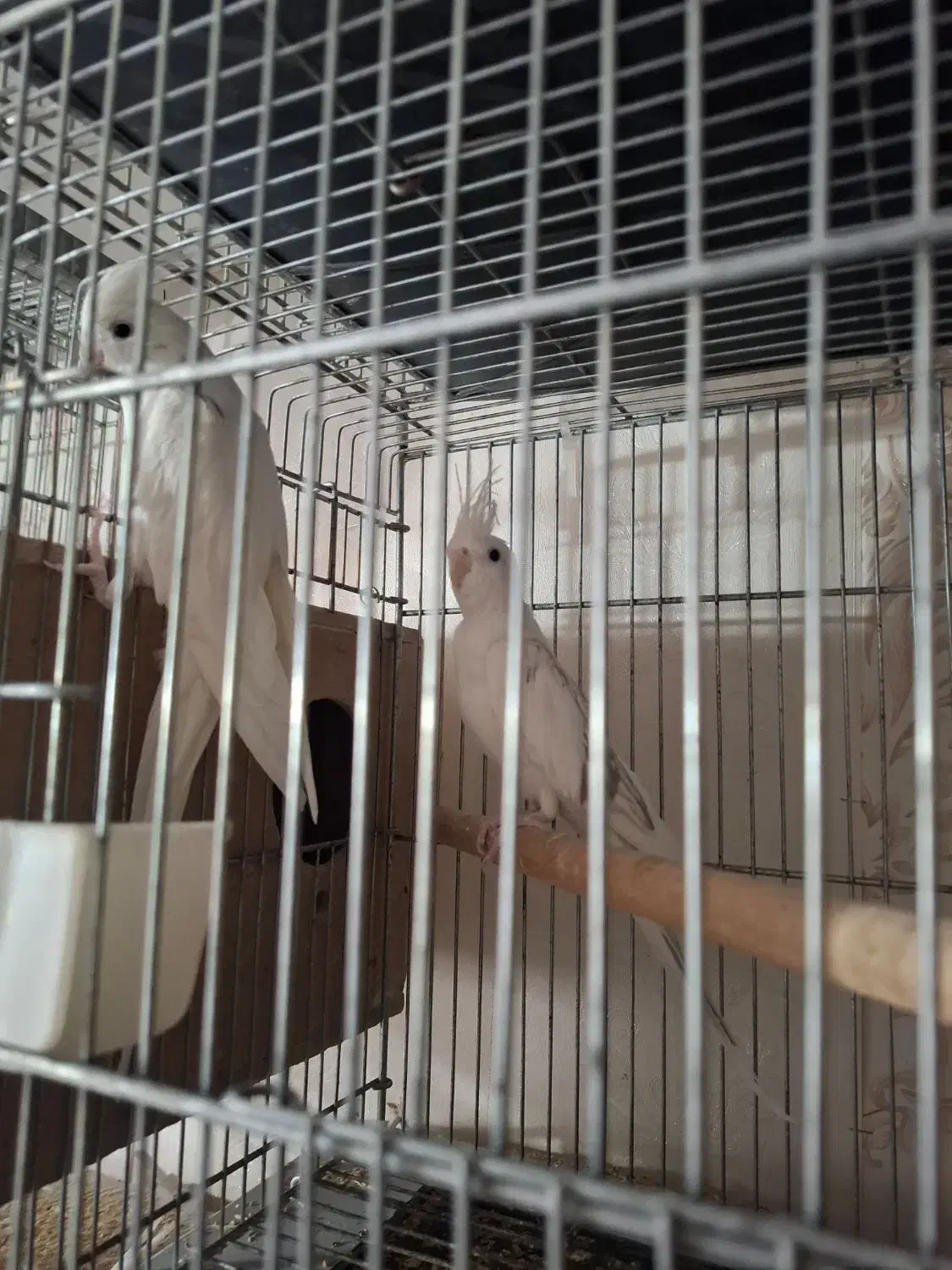 عروس هلندی مولد وجوجه|پرنده|پاکدشت, پاکدشت (مامازند)|دیوار