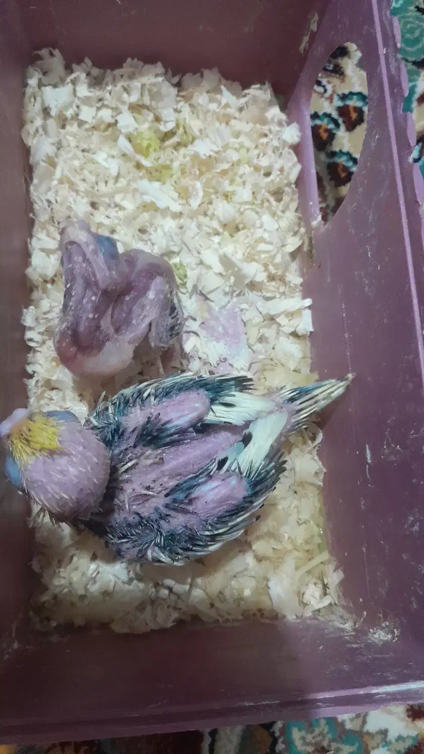 جوجه عروس هلندی|پرنده|بیرجند, |دیوار