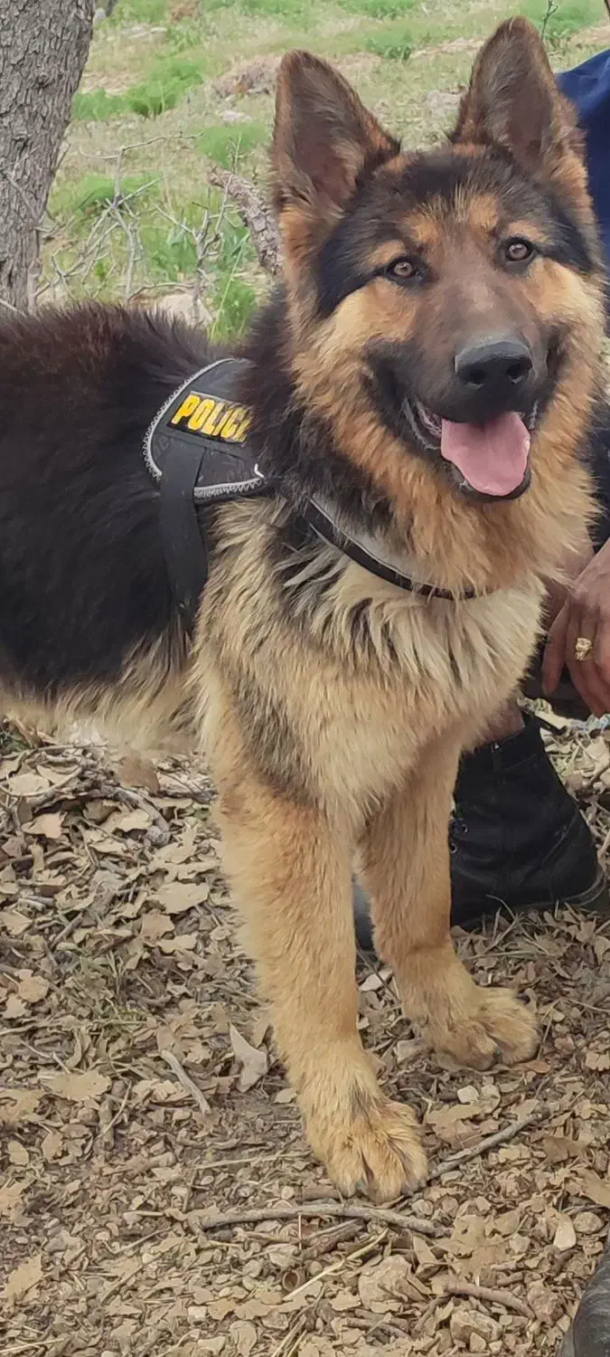 گمشده سگ ژرمن|سگ|یاسوج, |دیوار