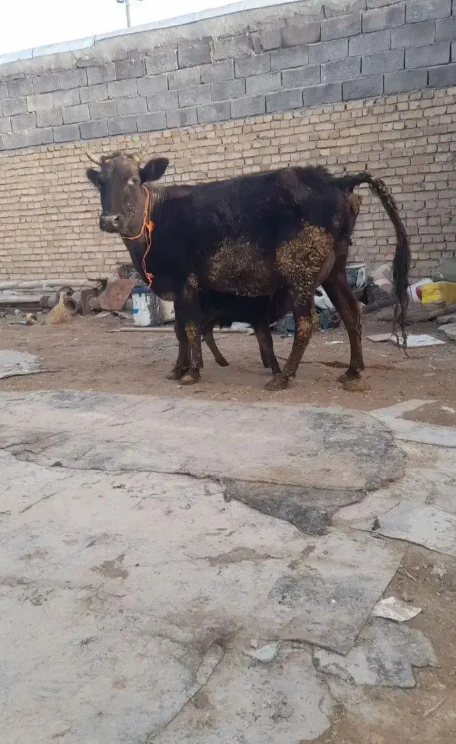 گاو شیری|حیوانات مزرعه|قیدار, |دیوار