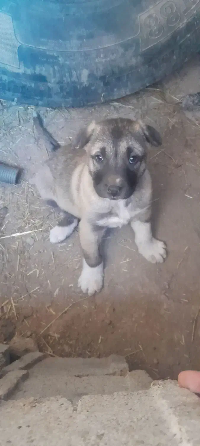 سرابی اصیل|سگ|ارشق, |دیوار