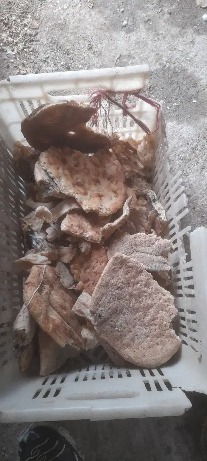 نان خشک|خوردنی و آشامیدنی|مشهد, خواجه ربیع|دیوار