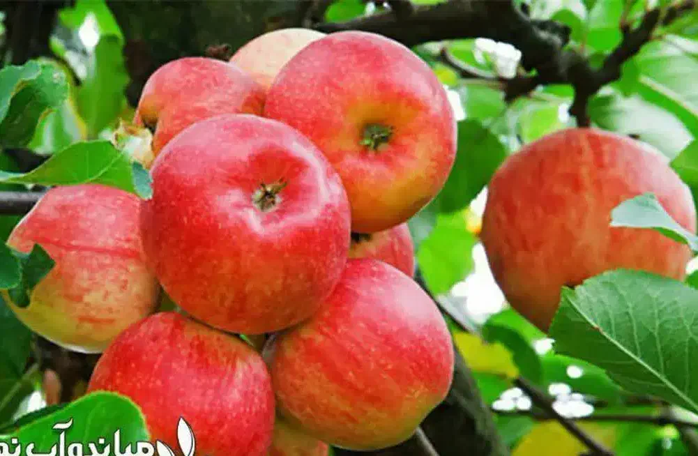 پخش نهال سیب گالا شیرین و پربار|خدمات باغبانی و درختکاری|استهبان, |دیوار