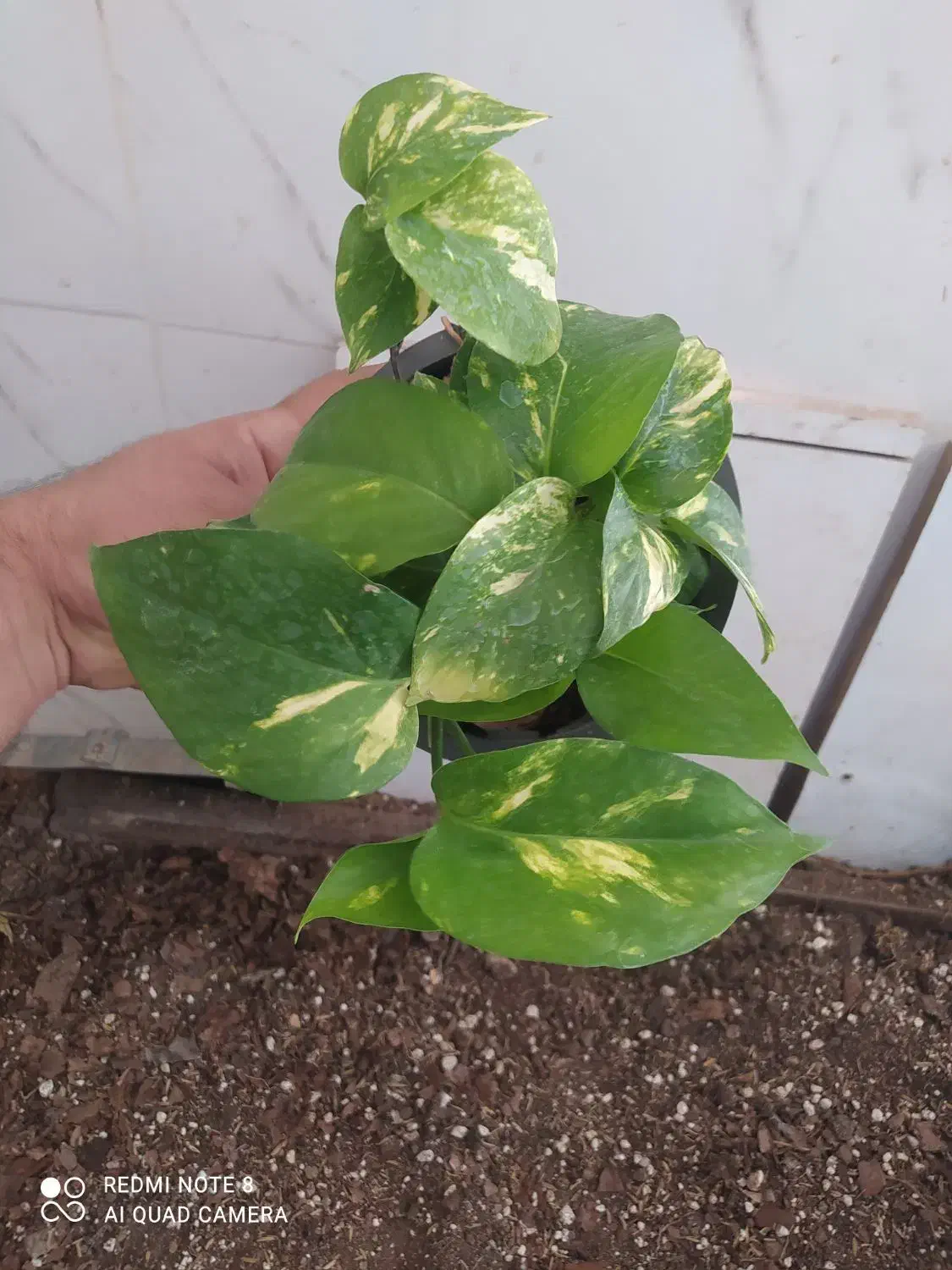 گل و گیاه پتوس|گل و گیاه طبیعی|اهواز, سیصد دستگاه|دیوار