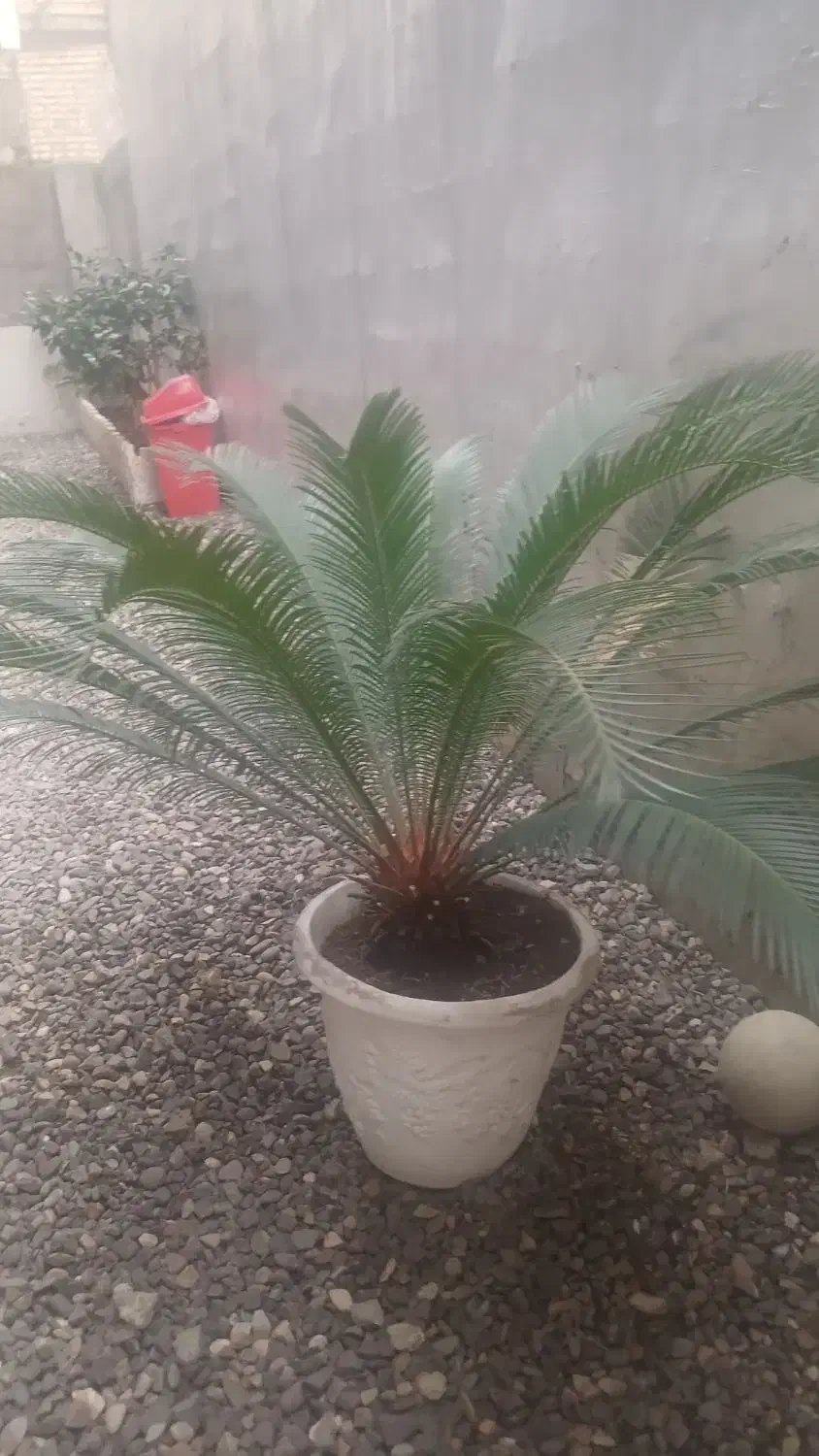 سیکاس ۱۰ ساله|گل و گیاه طبیعی|املش, |دیوار