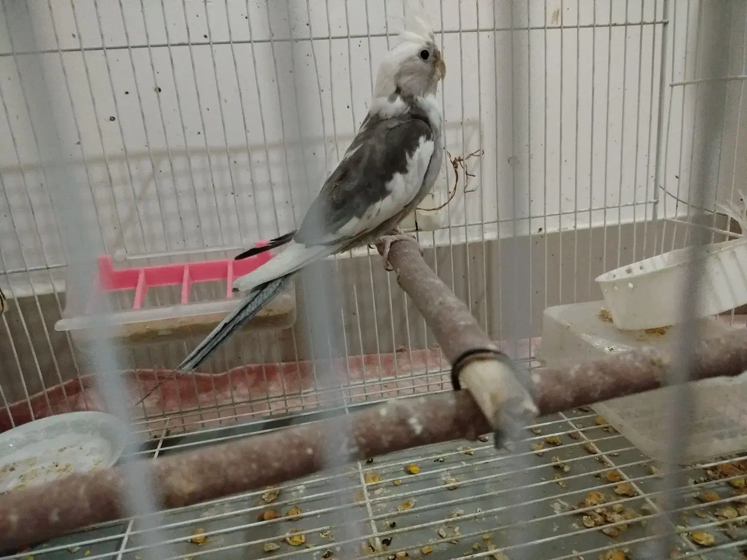 عروس هلندی البینو دوکت نر|پرنده|جوین, |دیوار