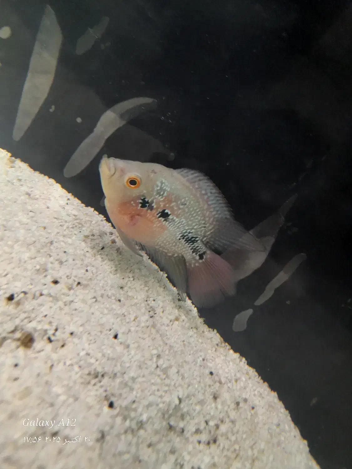 فلاور و گورخری|ماهی|بندرعباس, |دیوار