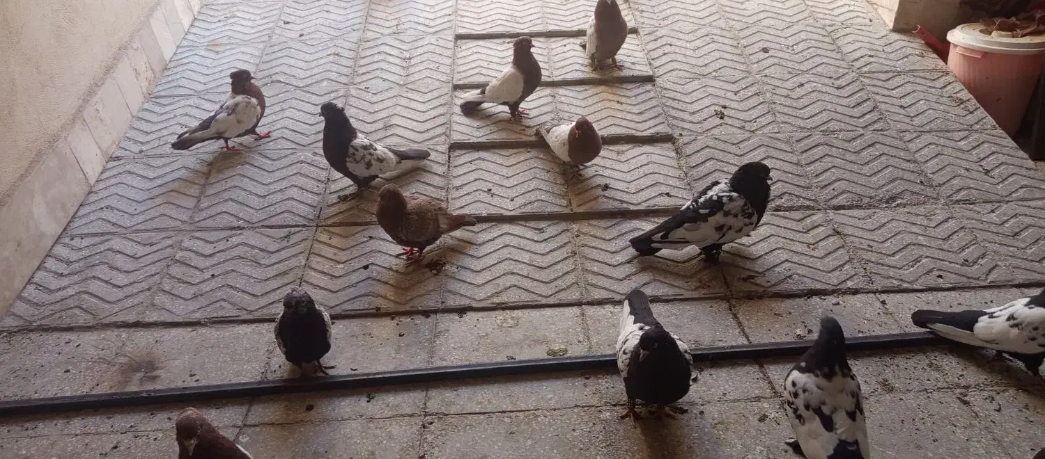 فرشی|حیوانات|یزد, |دیوار