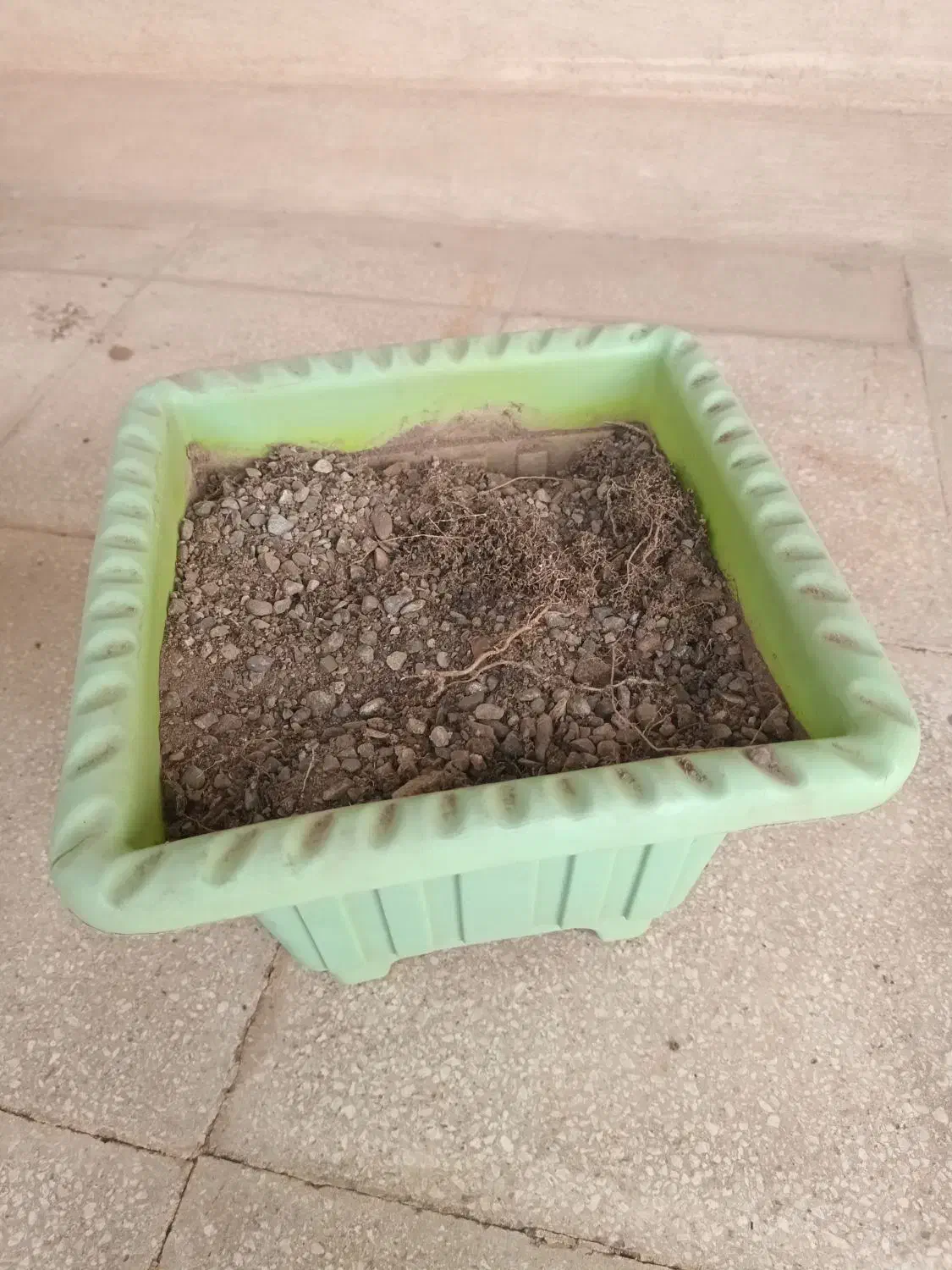 گلدان مربع|گل و گیاه طبیعی|قم, شاه ابراهیم|دیوار