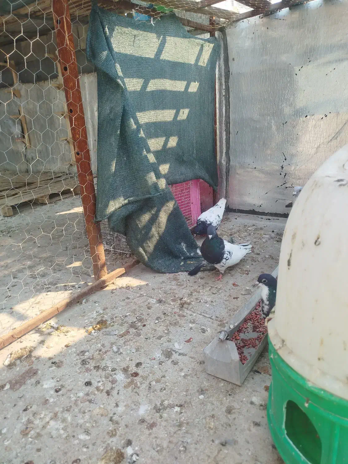 جف کفترکله س|پرنده|بندر کنگان, |دیوار