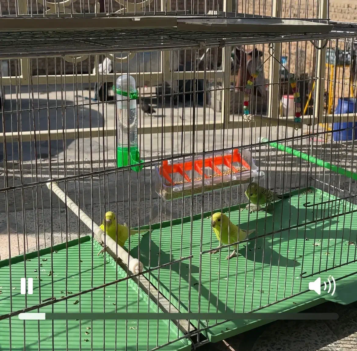 سه عدد مرغ عشق|پرنده|خرم‌آباد, |دیوار