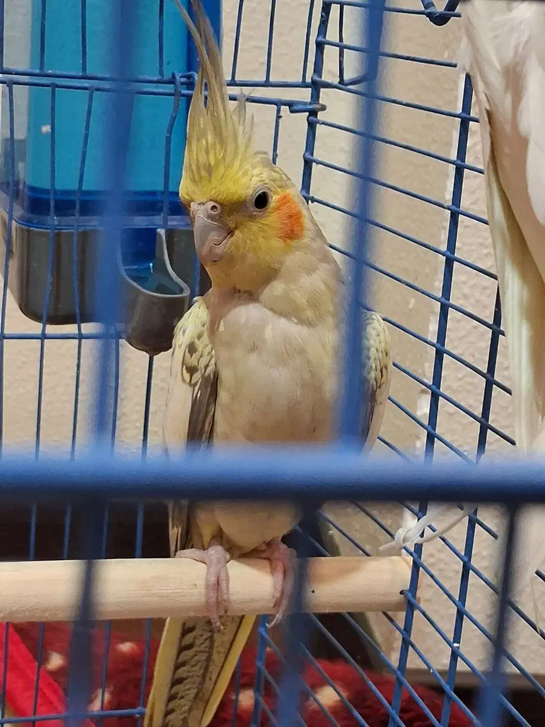 عروس هلندی|پرنده|شاهین‌شهر, عطار|دیوار