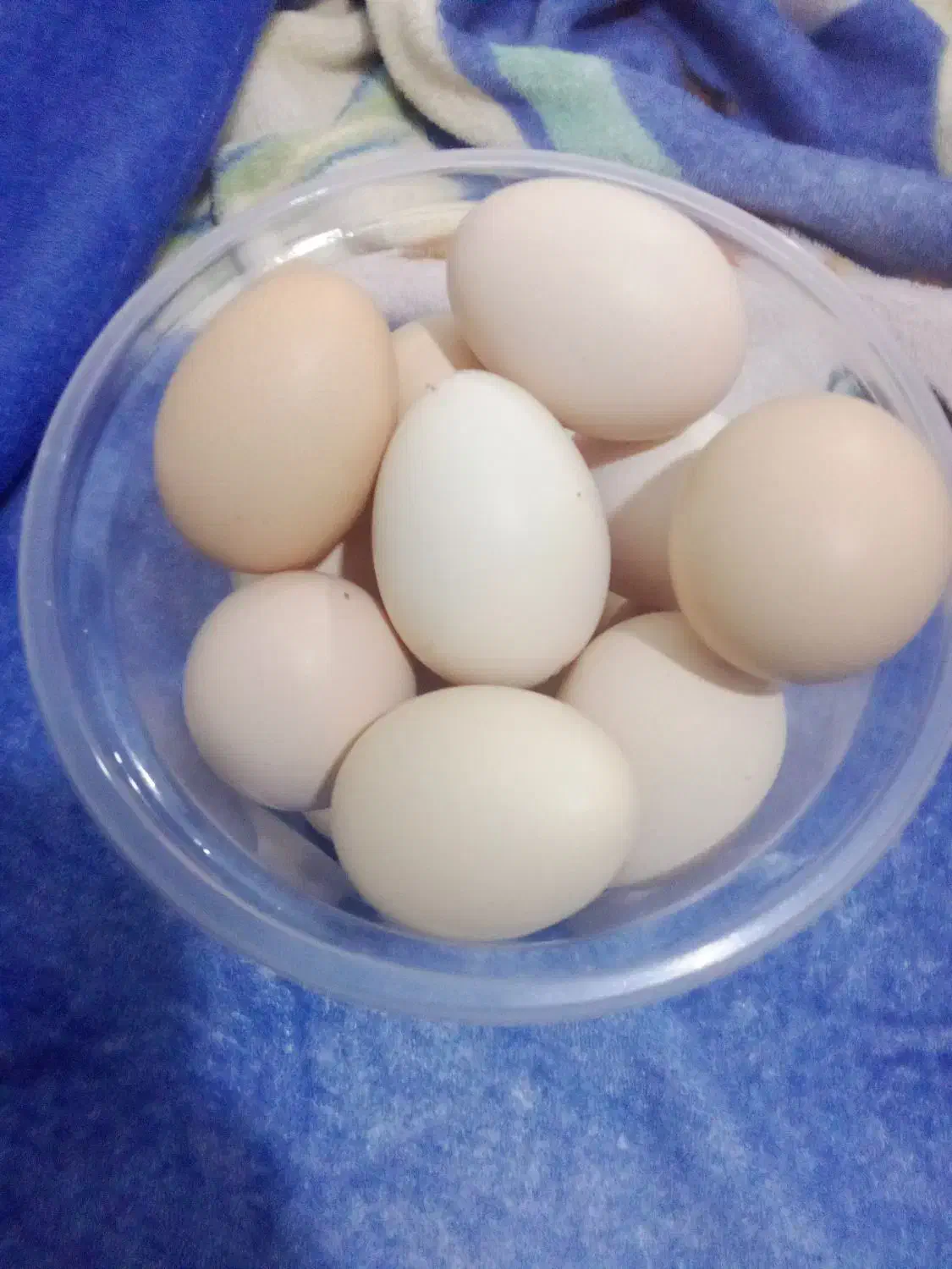 تخم مرغ محلی|خوردنی و آشامیدنی|مهران (ایلام), |دیوار