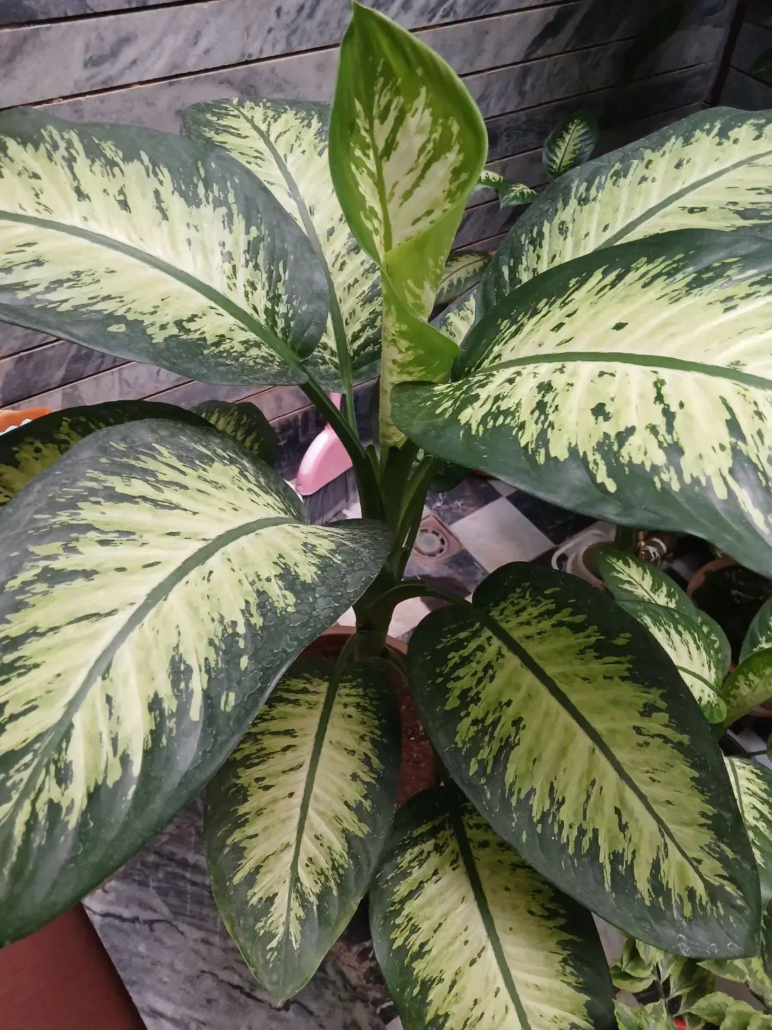 گلها ی زیبا|گل و گیاه طبیعی|کرمانشاه, |دیوار