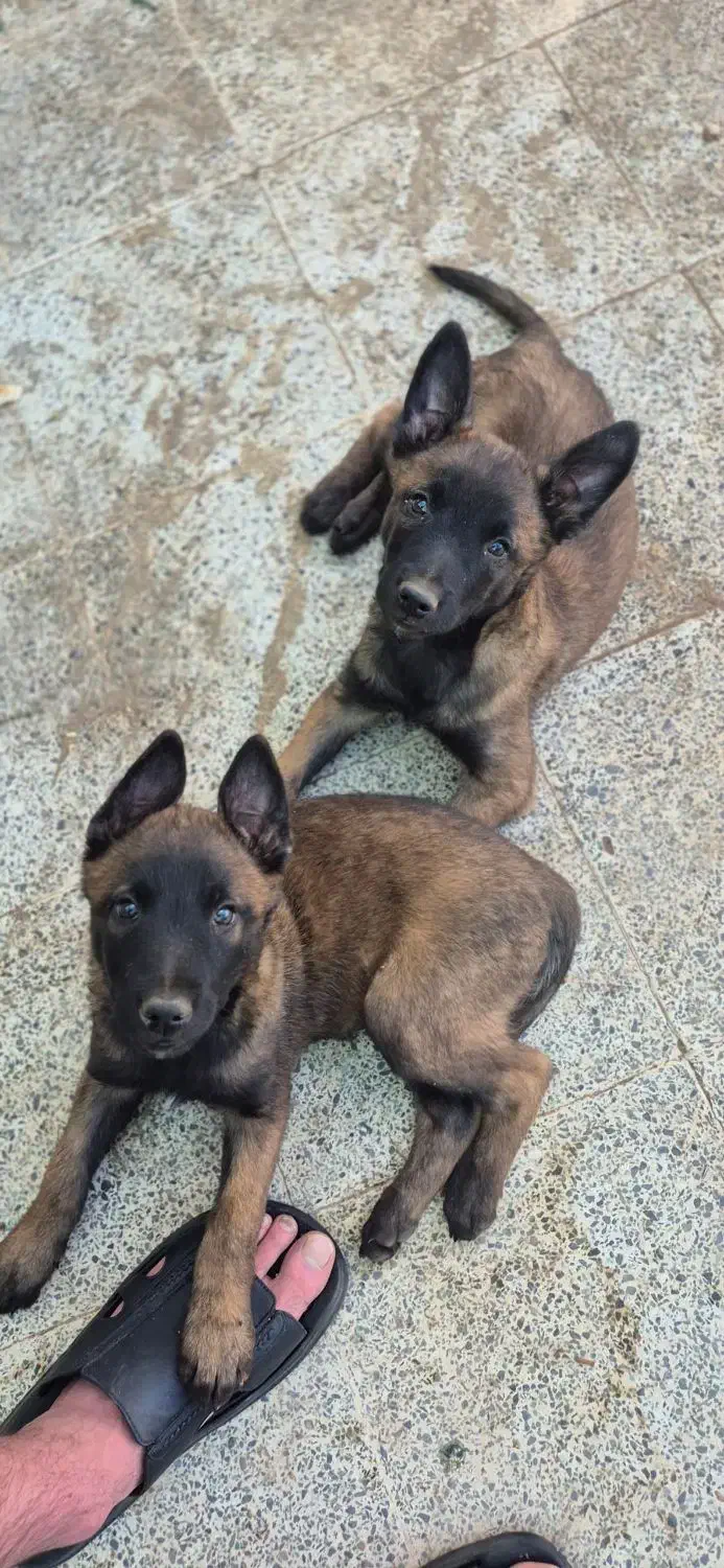 مالینویز|سگ|کرمان, |دیوار