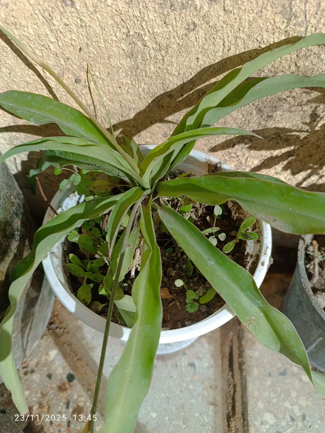 گلها|گل و گیاه طبیعی|میانه, |دیوار