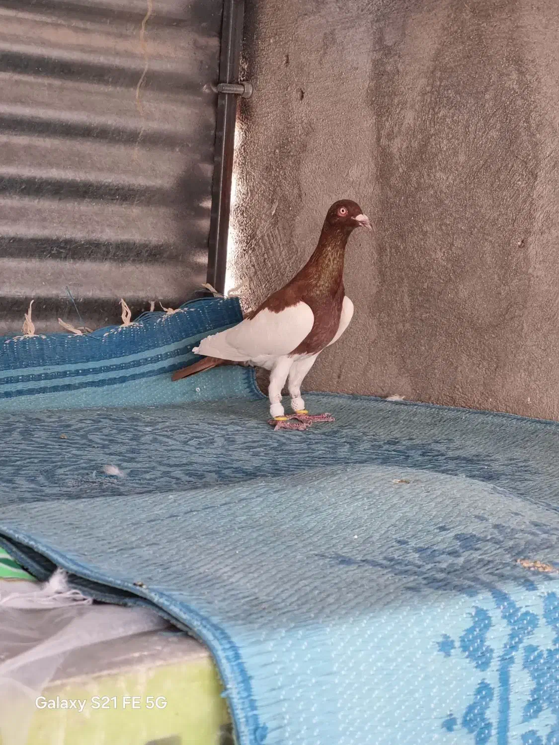 فروش کبوتر|پرنده|شیراز, هفت تنان|دیوار