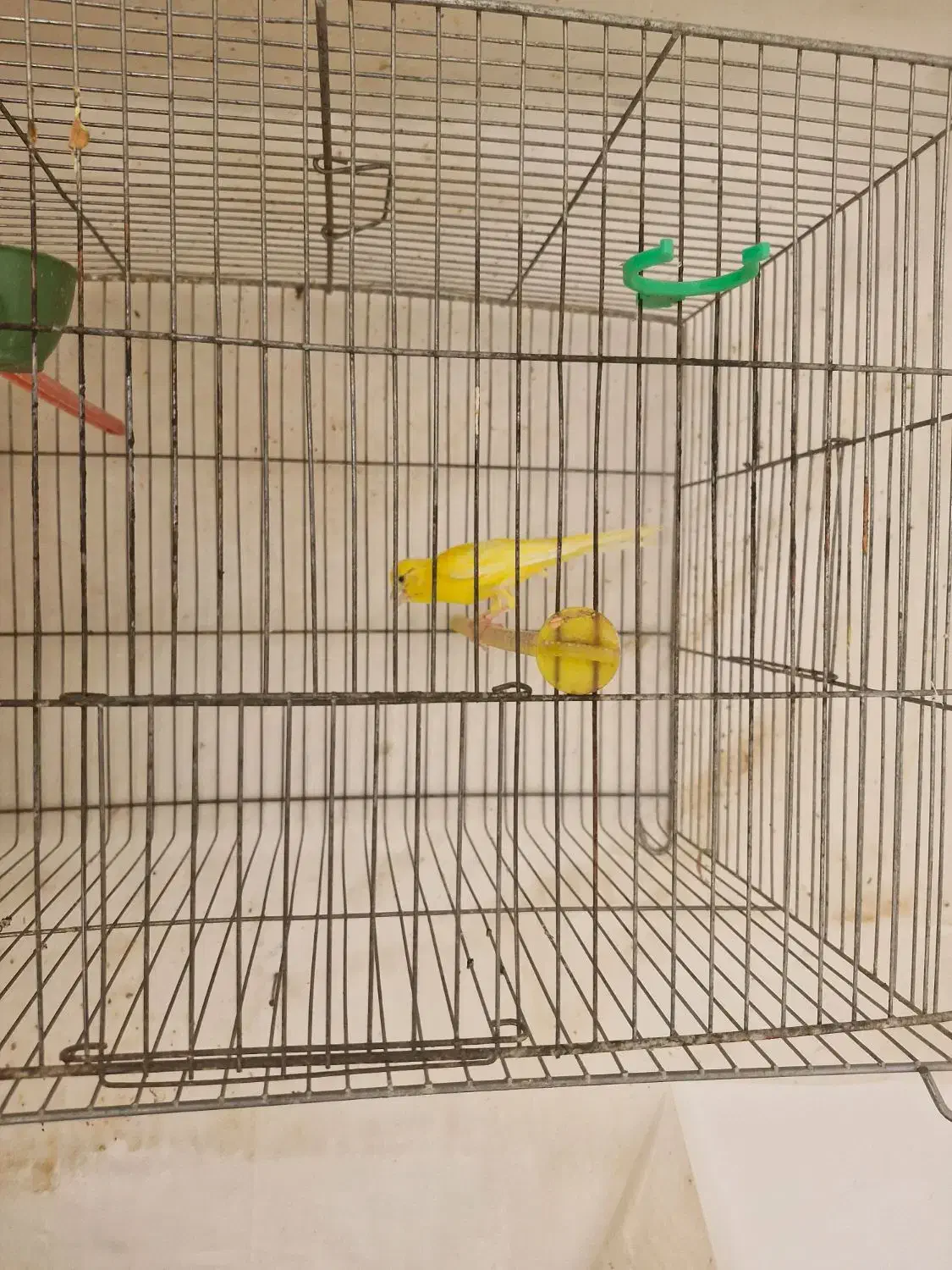 قناری نر مست|پرنده|مبارکه, |دیوار