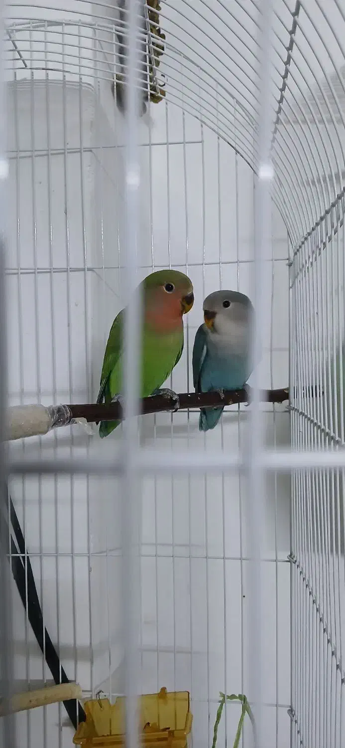 طوطی کوتوله برزیلی|پرنده|مشهد, نوید|دیوار