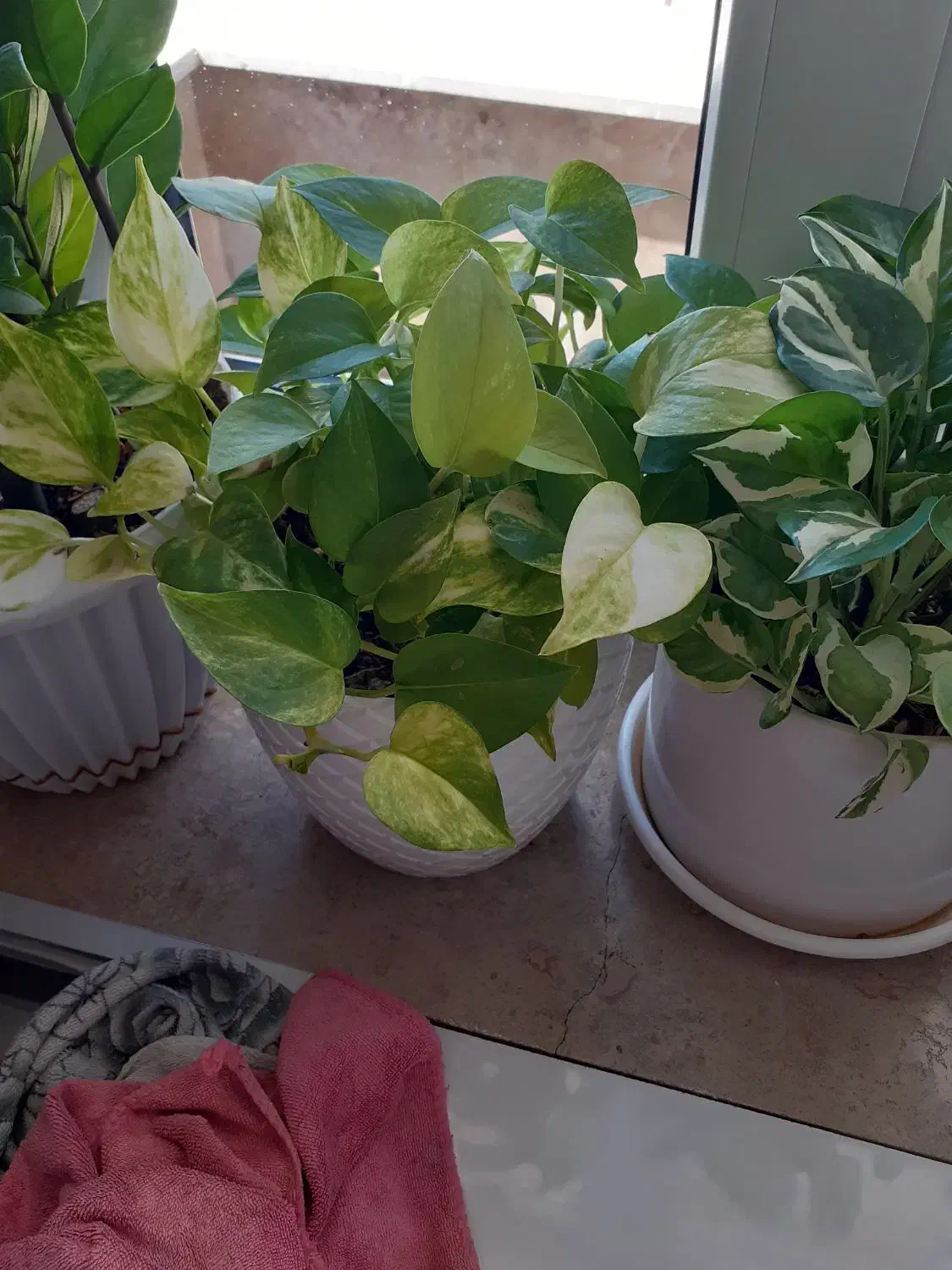 گل های شاداب|گل و گیاه طبیعی|ابهر, |دیوار