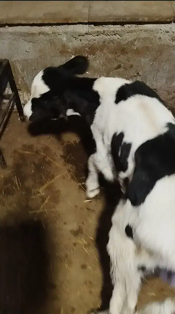 گوساله نر|حیوانات مزرعه|سبزوار, قصبه شرقی|دیوار