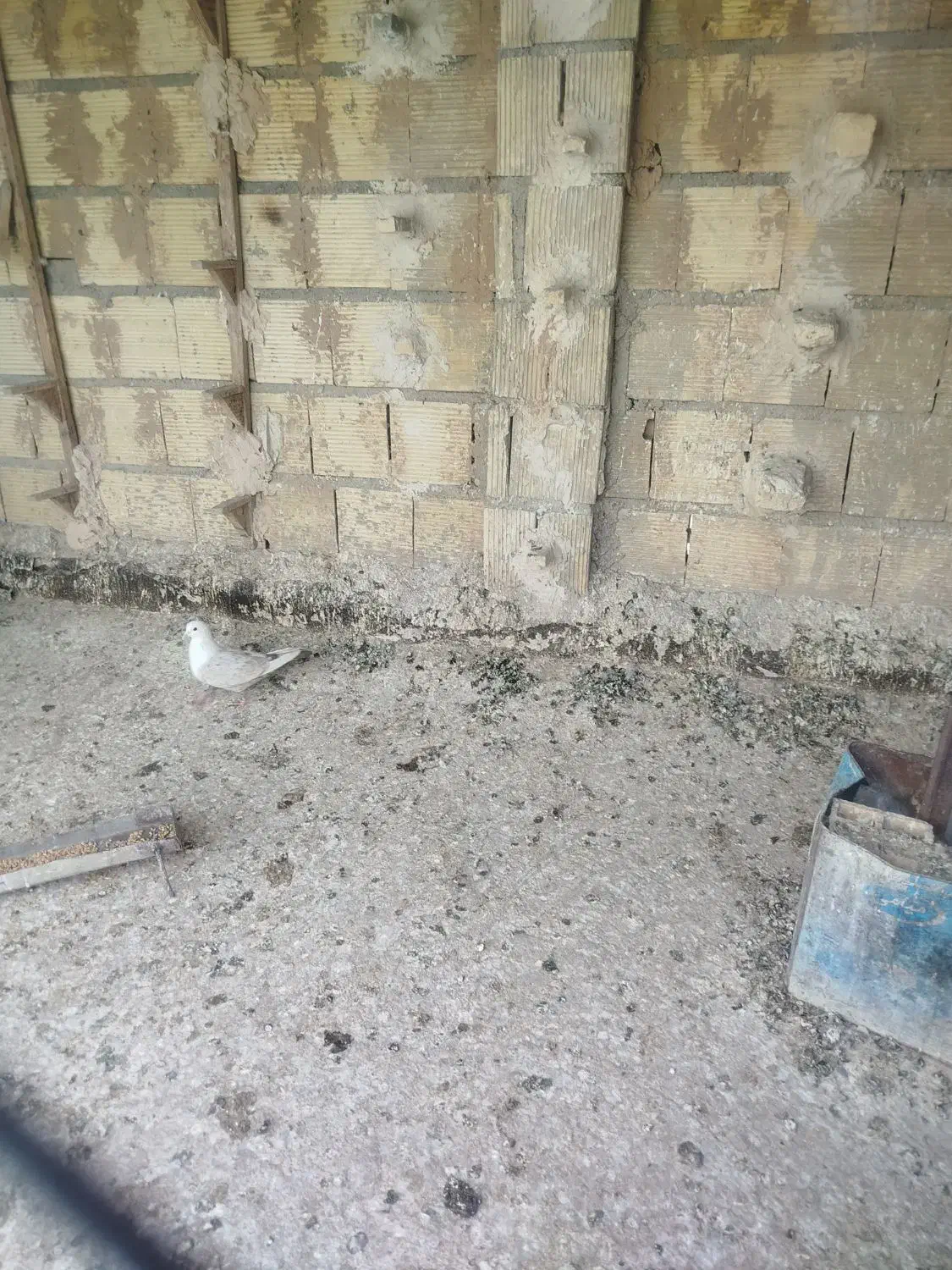 کبوتر کفتر ماده مخمل طاووسی|پرنده|شیراز, فرودگاه شهید دستغیب شیراز|دیوار