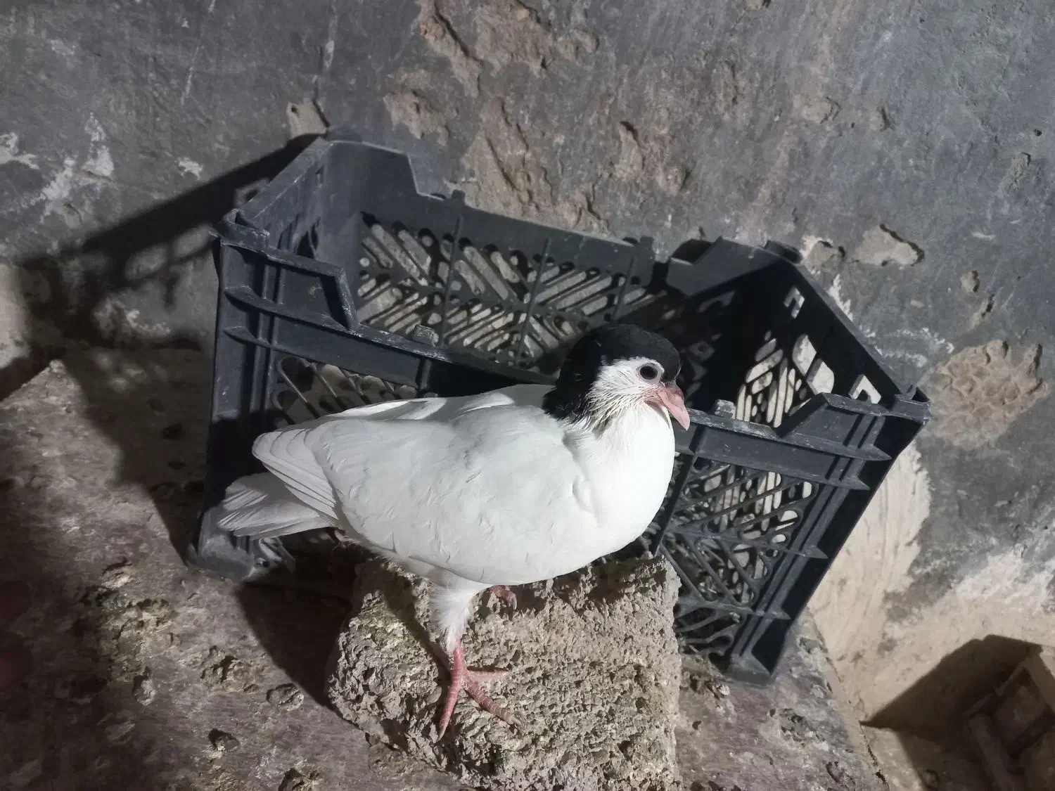 کبوتر جوجه رنگی تازه دونخورشده۳جف شیرازی|پرنده|شوشتر, |دیوار