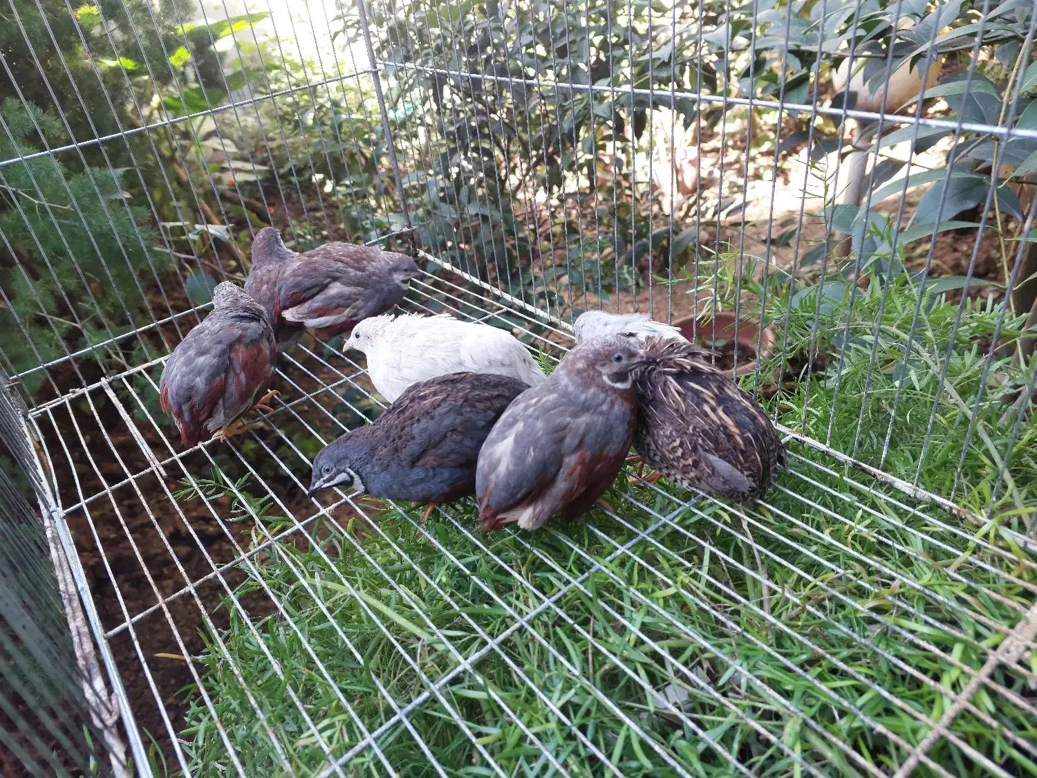 بلدرچین مینیاتوری|پرنده|قائم‌شهر, |دیوار