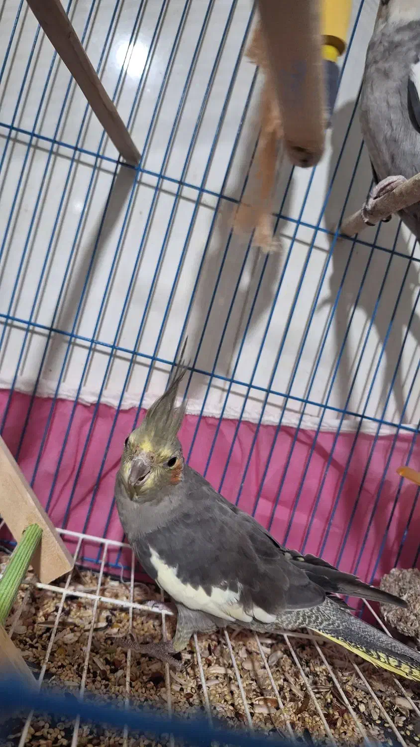 حیوانات خانگی عروس هلندی|پرنده|پایین هولار, |دیوار