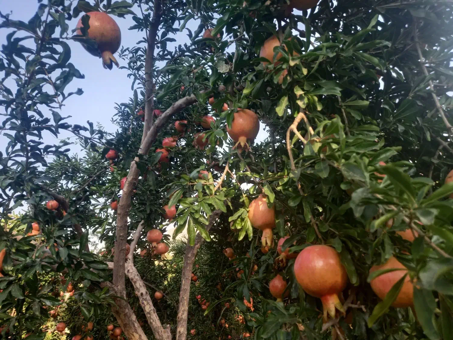 انارملس ،انارخندان ،انار آبگیری|خوردنی و آشامیدنی|شیراز, گلشن|دیوار
