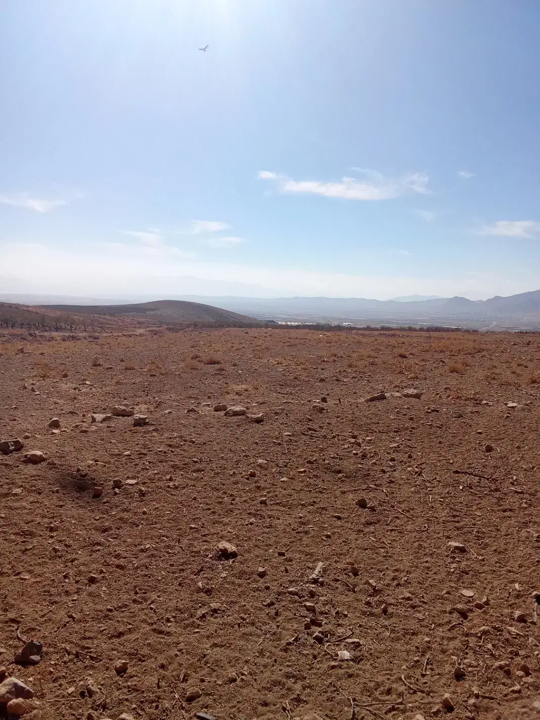 زمین گلخونه|فروش زمین و ملک کلنگی|چادگان, |دیوار