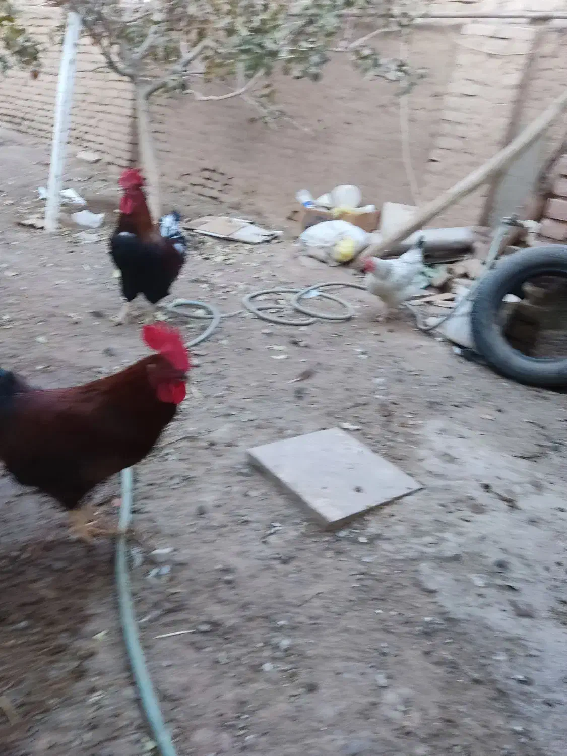 خروس سالم بزرگ|حیوانات مزرعه|سبزوار, جوادیه شرقی|دیوار