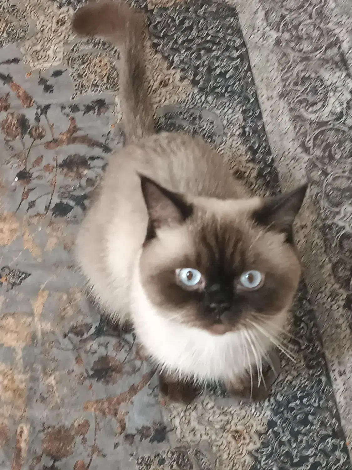 نژاد اسکاتیش هیمالین نژاد کمیاب نر می‌باشد|گربه|گلبهار, شهر جدید گلبهار|دیوار