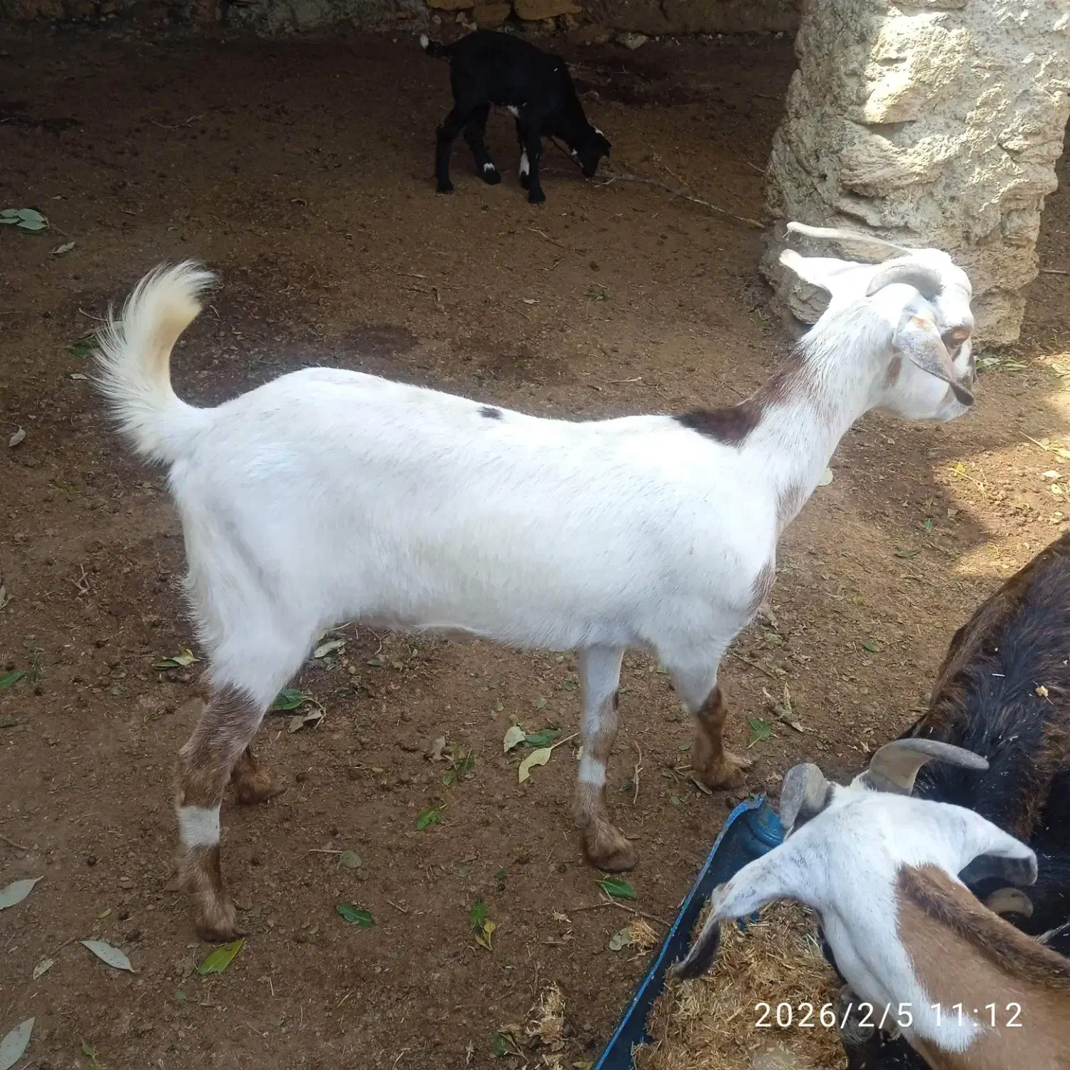 گیسه ونری|حیوانات مزرعه|قشم, |دیوار