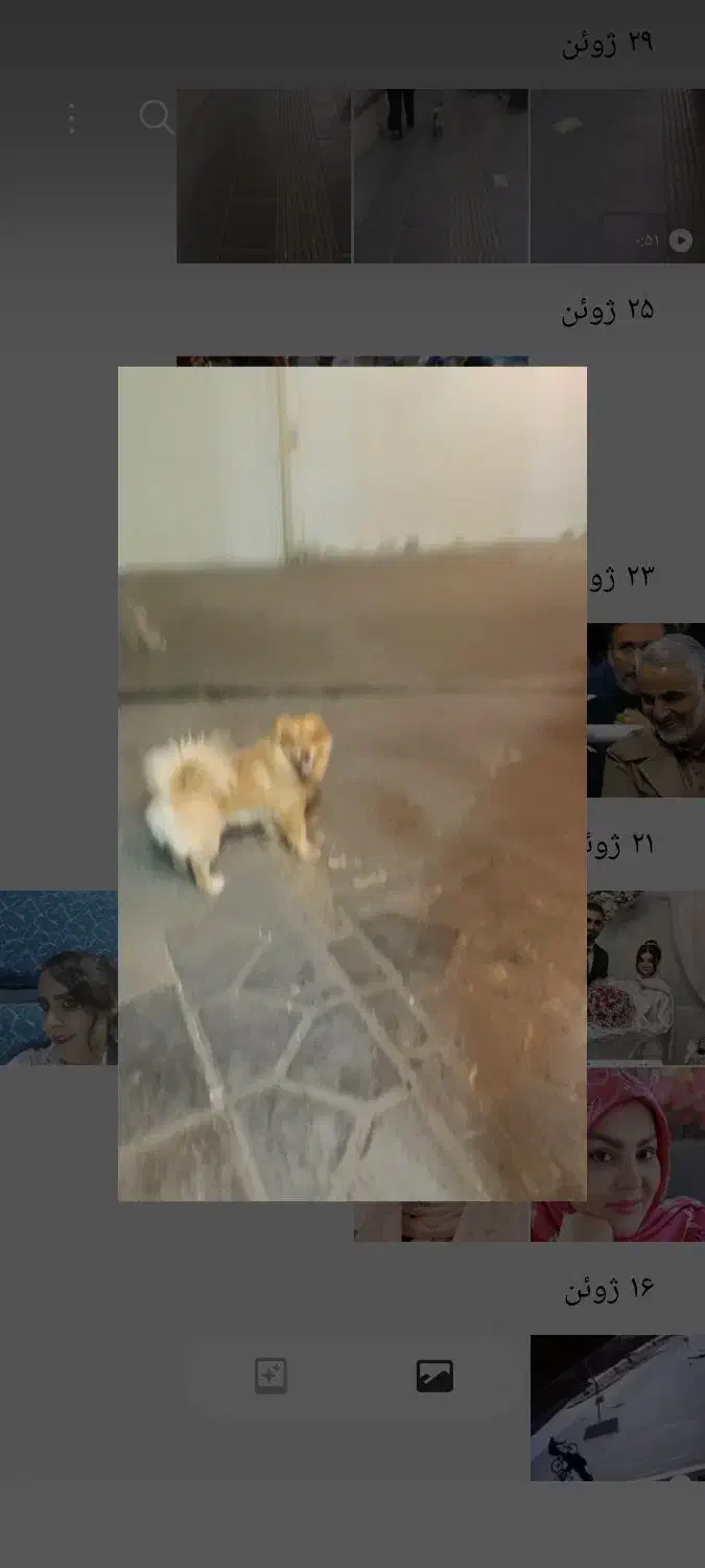 گم شده ۰۰۰۰۰۰گم شده ۰۰۰۰۰۰۰گم شده ۰۰۰۰۰۰|سگ|تهران, جیحون|دیوار