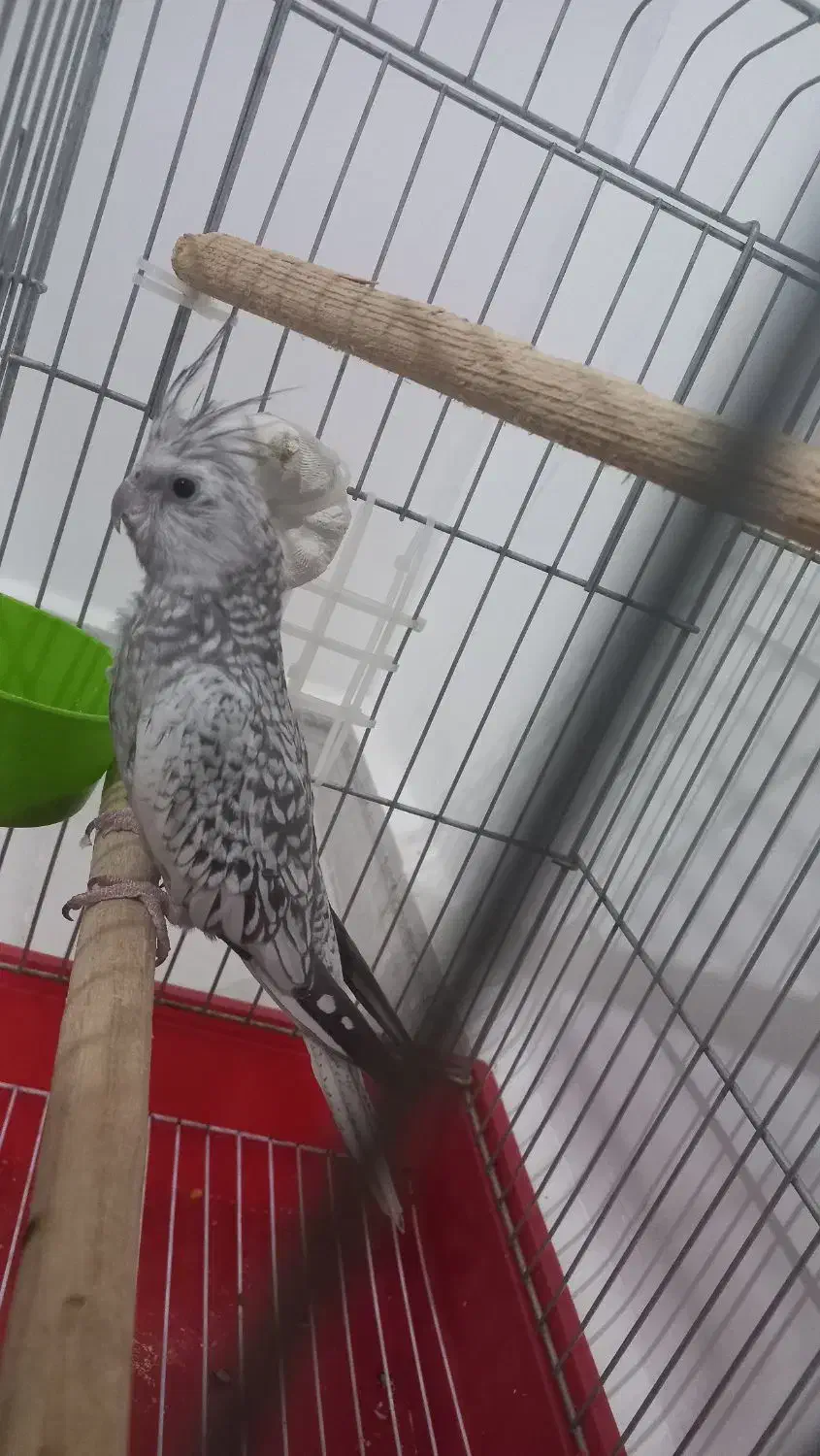 عروس هلندی ایزابلا|پرنده|ایلام, |دیوار