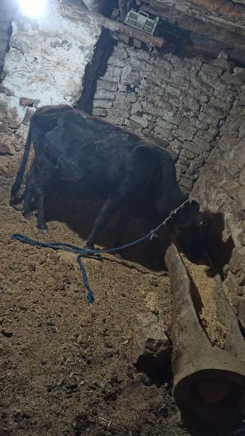 گاو|حیوانات مزرعه|لوداب, |دیوار