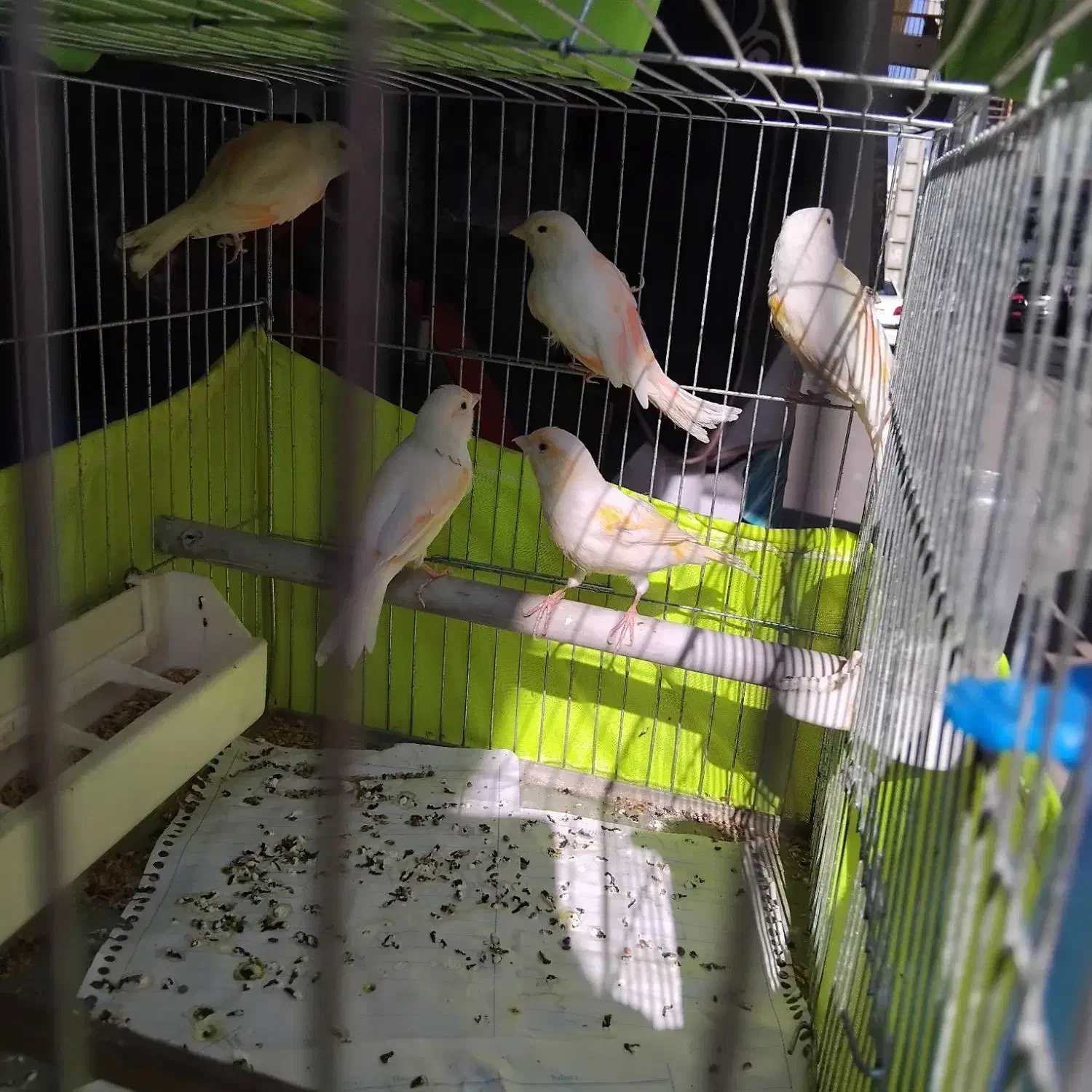 قناری نر و ماده|پرنده|آمل, |دیوار