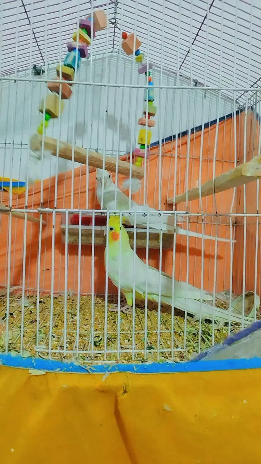 عروس هلندی آلبینو|پرنده|سیرجان, |دیوار