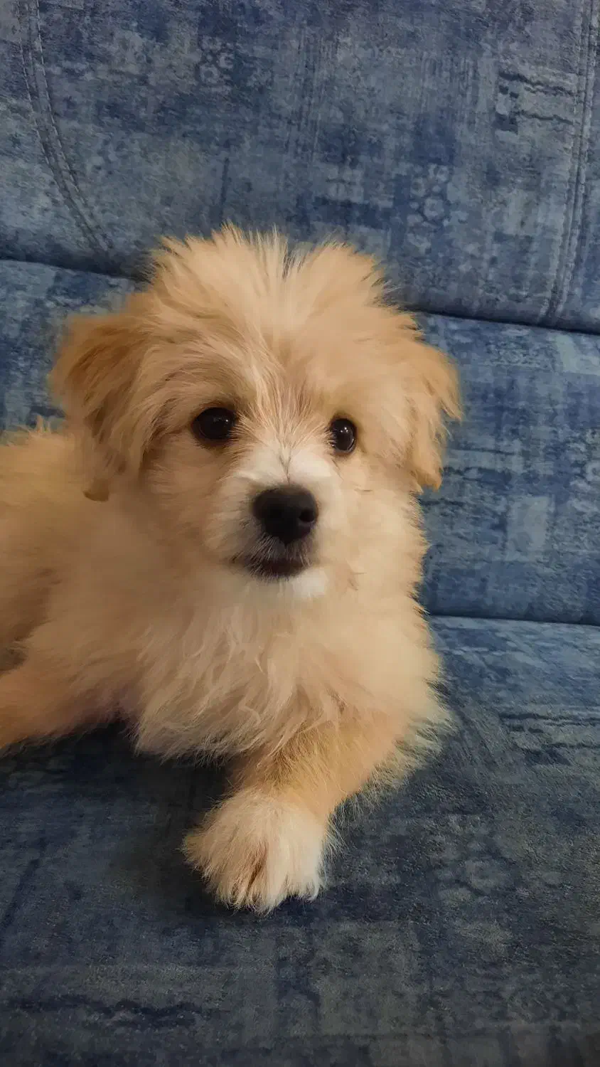 واگزاری رایگان سگ میکس|سگ|فریدونشهر, |دیوار